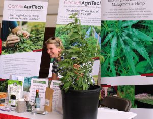 Cornell hosted in August a large display table at Empire Farm Days in Seneca Falls about growing hemp. The event represents the Northeast’s largest outdoor agricultural expo. Photo by Deborah Jeanne Sergeant.