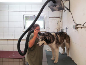 An employee cleaning one of the pets at the business.