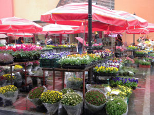 The large square in the Lower Town, Zagreb, is where locals like to relax while sipping coffee in one of the many cafes. In Upper Town there is a colorful flower market in Kaptol Square.