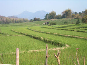 Rice fields are a staple in Laos, where most of the people live in rural areas growing mainly rice as they have for generations.