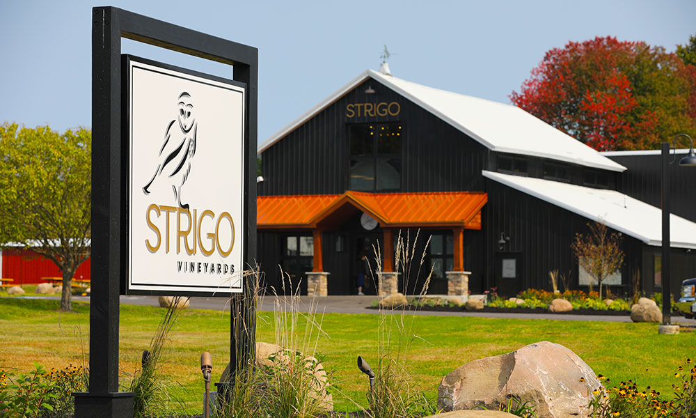Read more about the article Strigo Vineyards: One Year Later