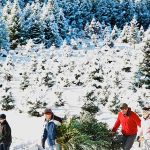 Christmas Tree Farms Anticipate Busy Season