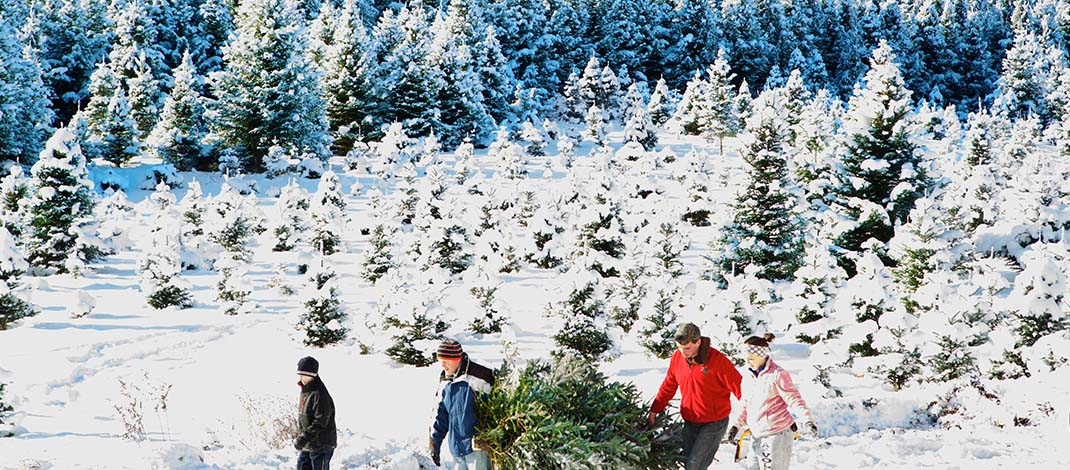 You are currently viewing Christmas Tree Farms Anticipate Busy Season