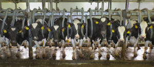 Read more about the article Dairy Country